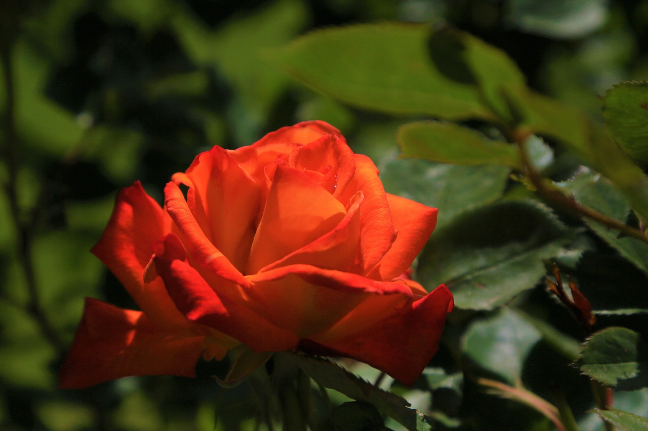 Spring Flowers Roses Rose Spring Nature - Free photo on Pixabay