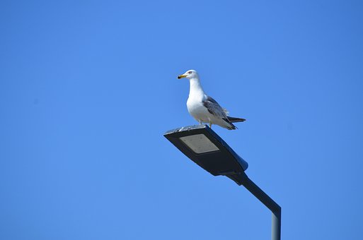 Free Gull Heaven photo and picture
