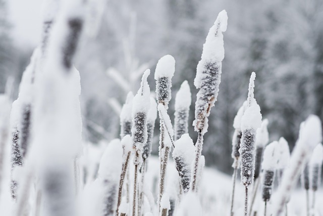 Winter, Bevroren, Sneeuw, Natuur, Koud