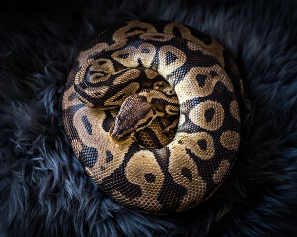 400+ Free Python & Snake Images - Pixabay