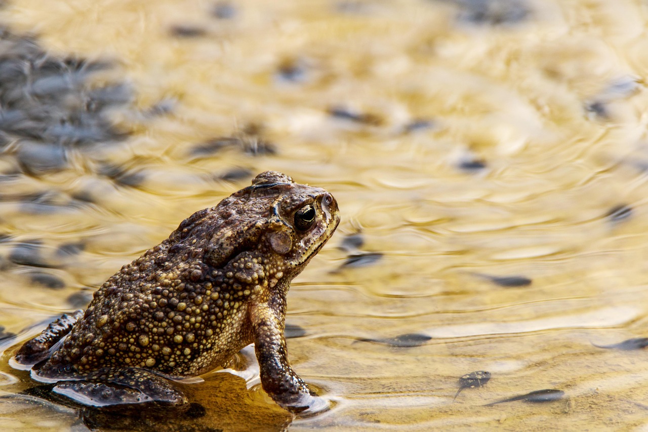 Frog - free online jigsaw puzzle photo