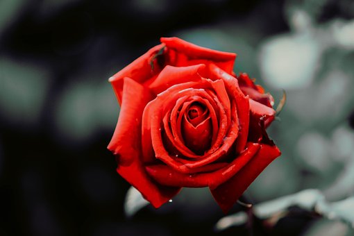 Free Flower Rain photo and picture