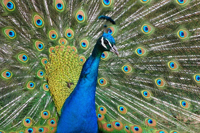 Free Peacock Plumage photo and picture