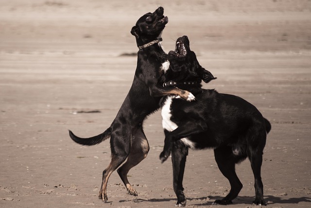 Perros, Animales, Perro, Amigos, Raza