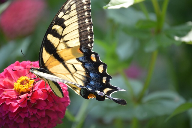 Borboleta, Verão, Primavera, Inseto