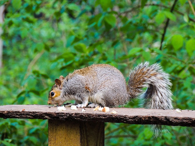 Free Squirrel Rufford Park photo and picture