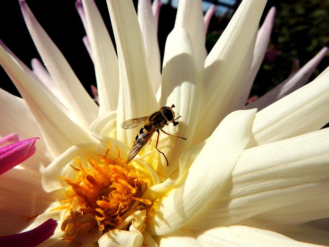 Free Fruit Fly Insect photo and picture