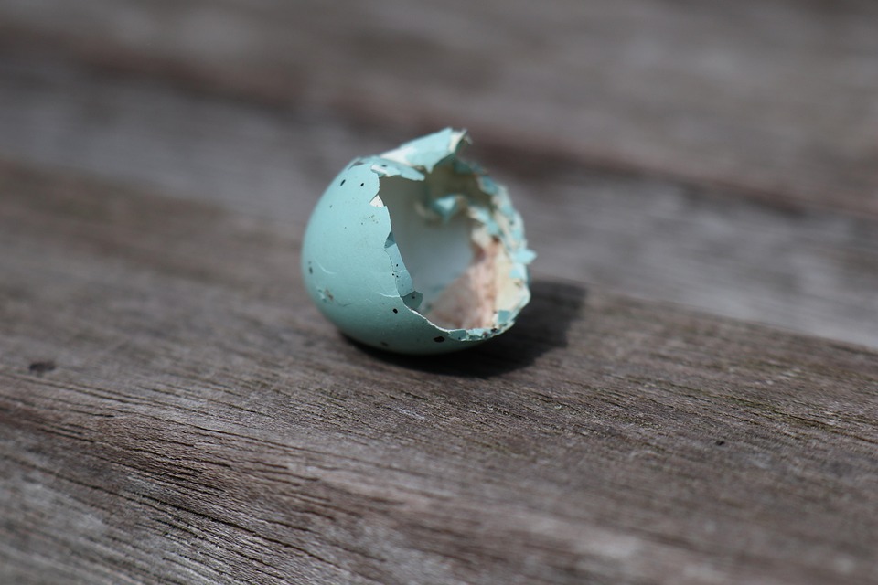 Spring Nature Shell - Free photo on Pixabay - Pixabay