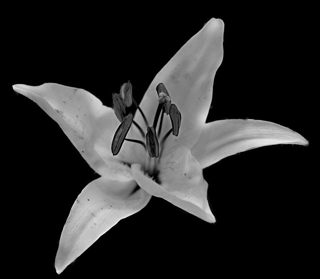 Free Lily Flower photo and picture