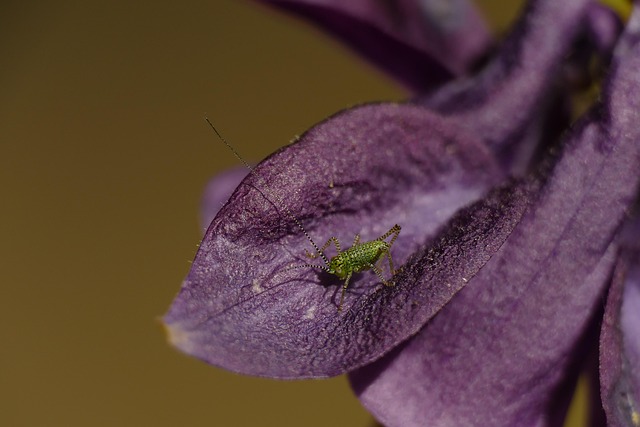 Free Macro Grasshopper photo and picture