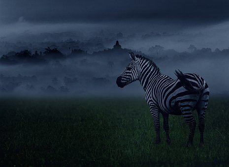 Zebra, Animal, Animais, África, Listras