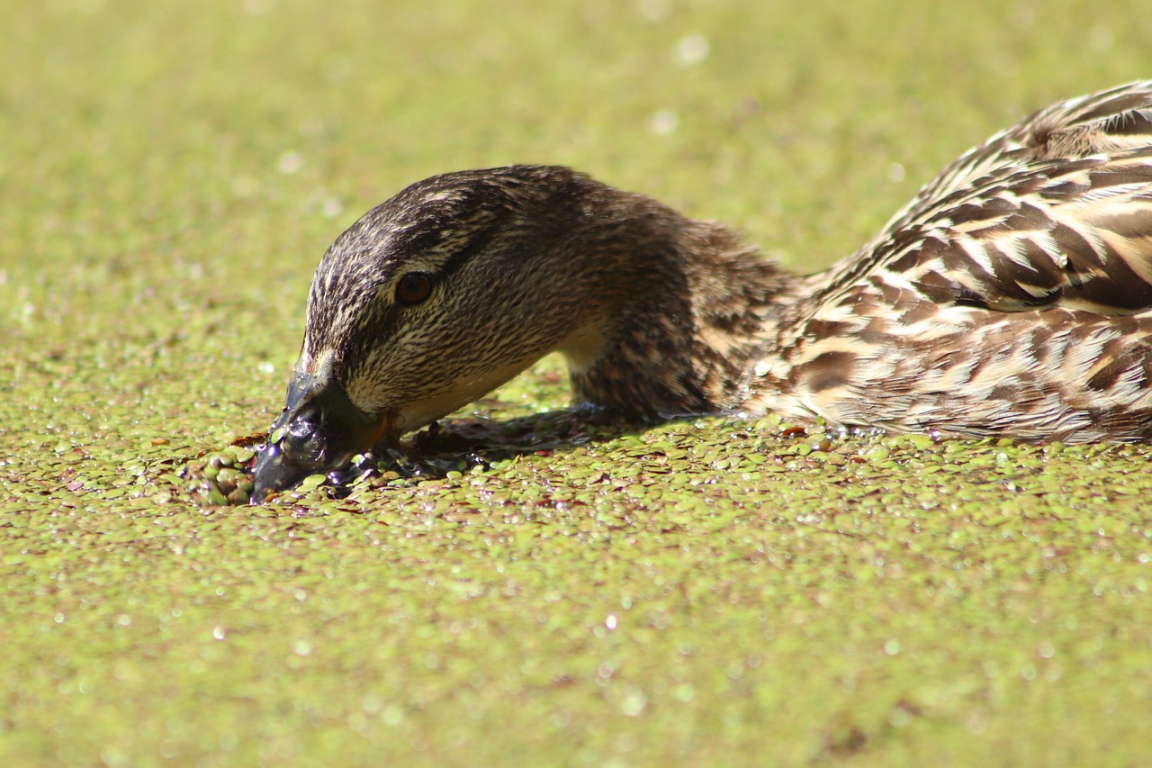 Großer Entenvogel In Europa Und Asien Ente Stockente Wasservogel - Kostenloses Foto auf Pixabay