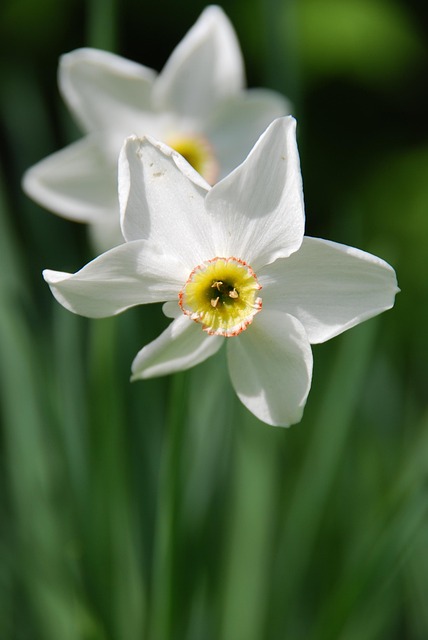 Free Daffodil Daffodils photo and picture