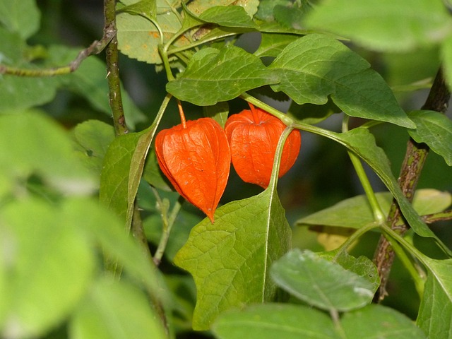 Orangenblüten Pflanze Sommer - Kostenloses Foto auf Pixabay - Pixabay