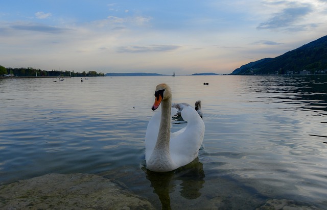 Swan, Lake, Natur, Das Wasser, Blancl