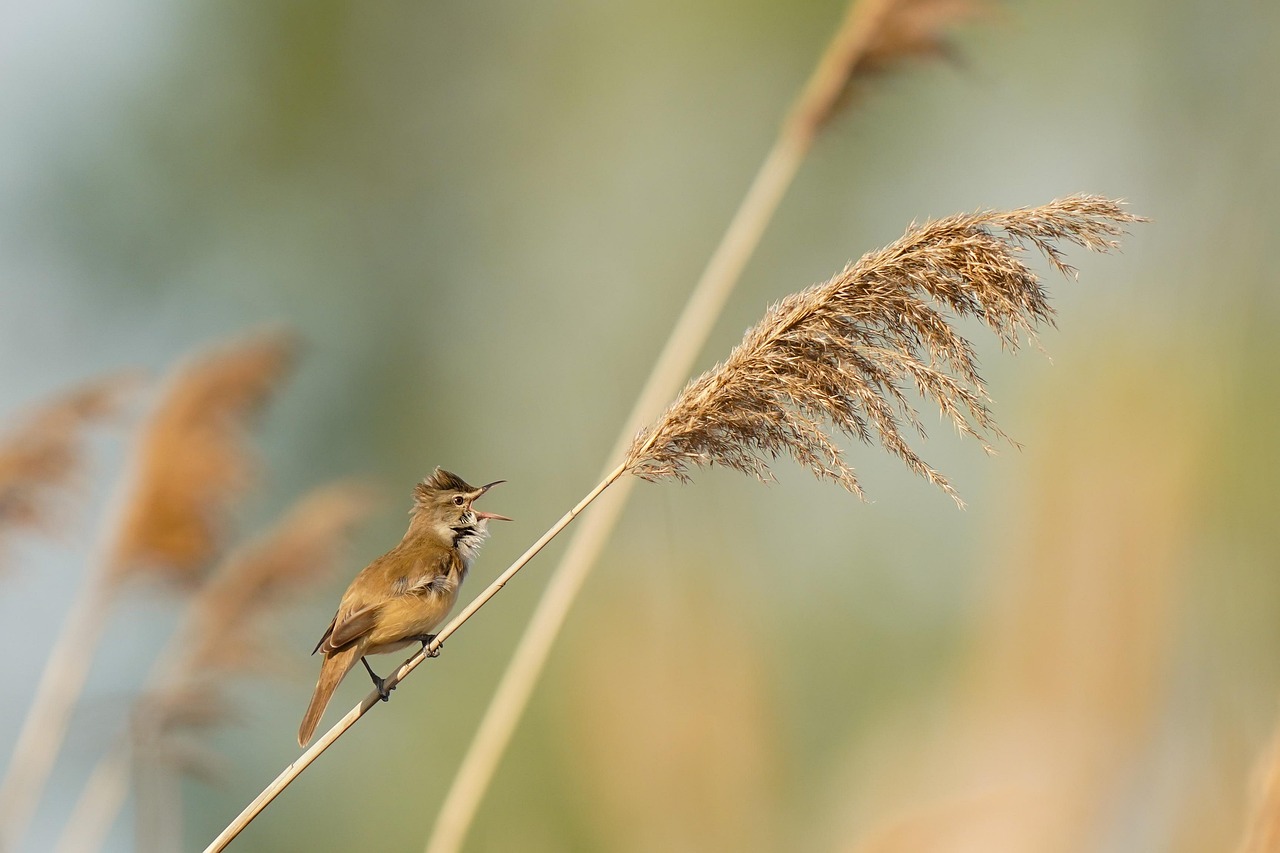 Grand Reed Warbler Oiseau Masculin - Photo gratuite sur Pixabay - Pixabay