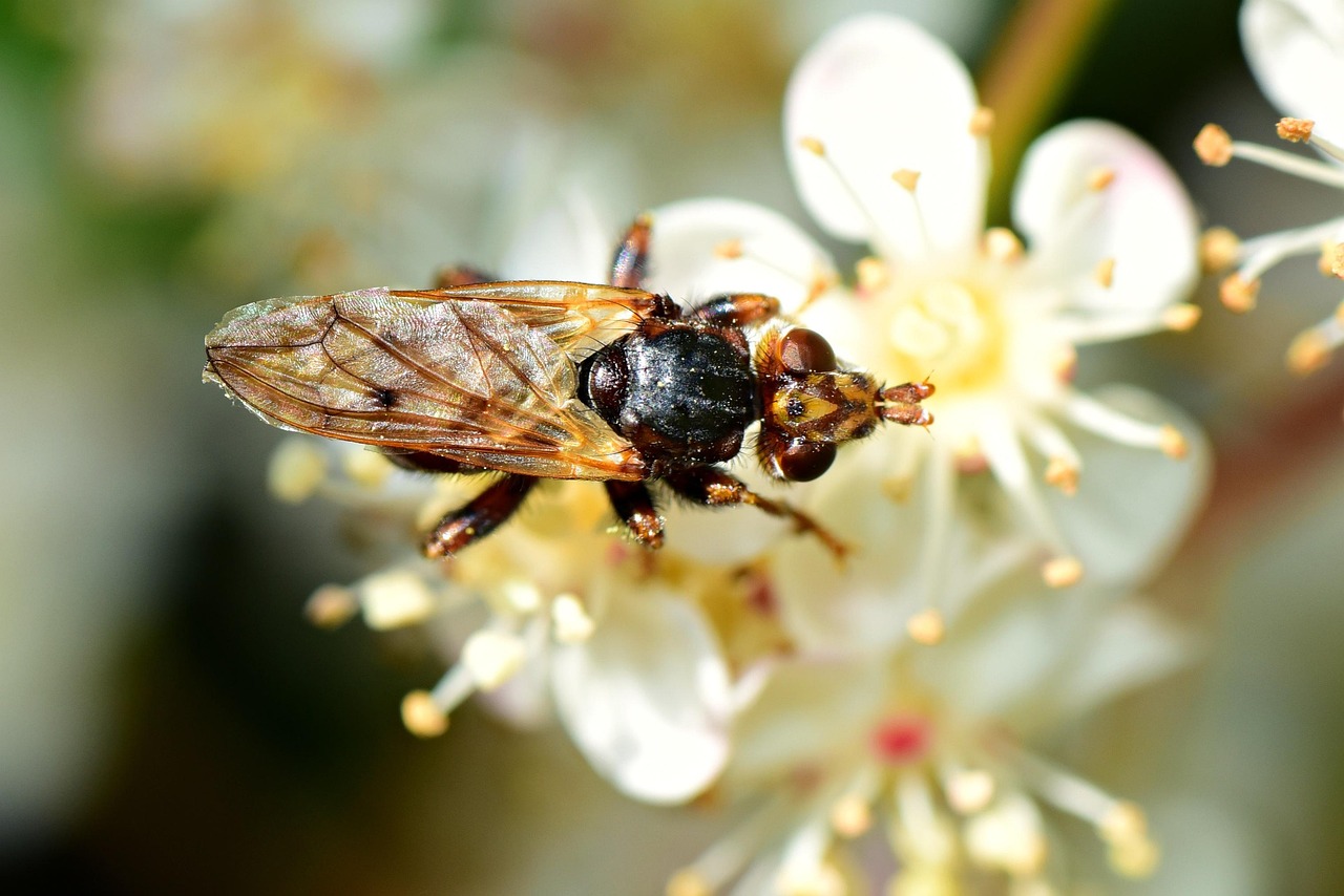 Bickle Insect Beetle Insect Bug - Free photo on Pixabay