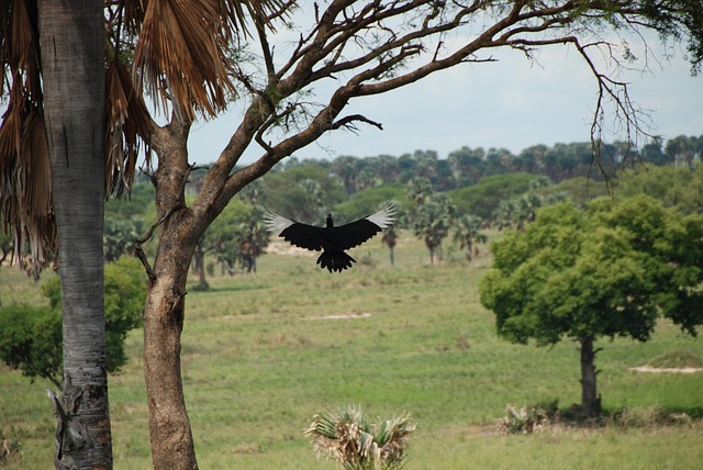 Free Africa Bird photo and picture