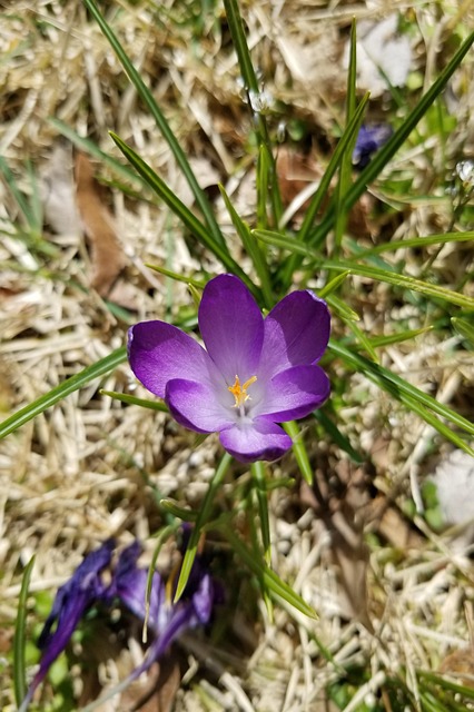 Free Crocus Flower photo and picture