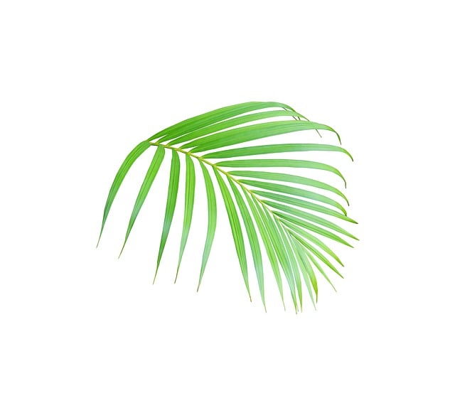 Free palm leaf tropical illustration