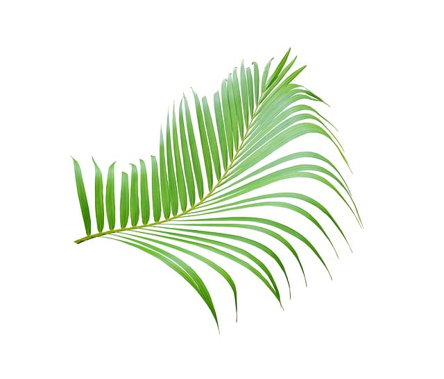 Free palm leaf tropical illustration