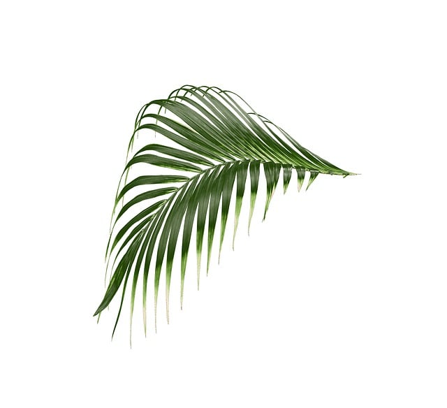 Free palm leaf tropical illustration