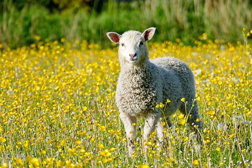 Free Lamb Sheep photo and picture