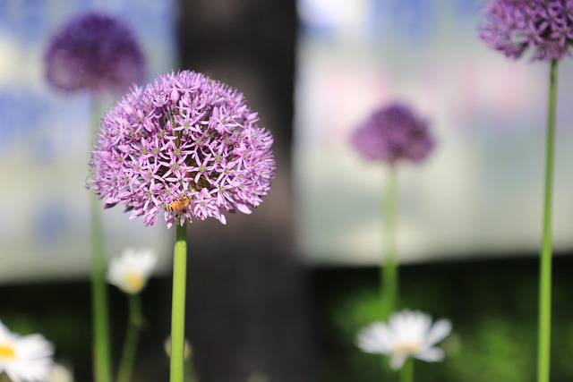 Lila, Blumentapete, Schöne Blumen, Blume