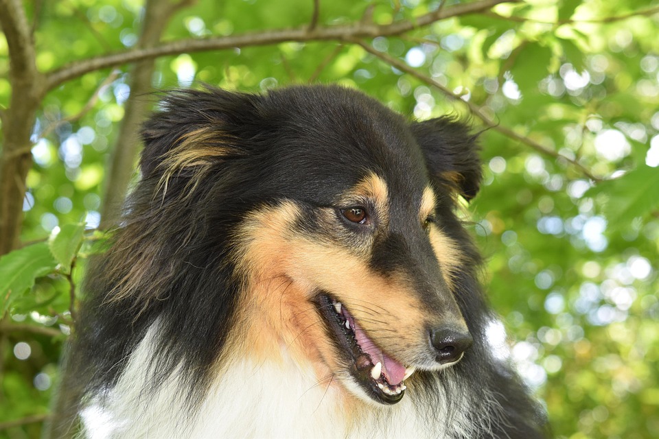 Anjing Gembala Shetland Foto Gratis Di Pixabay