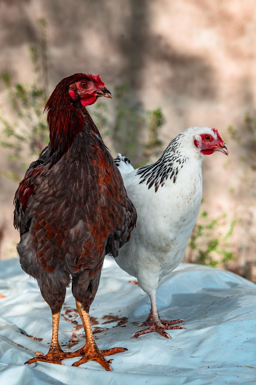 10,000+ Free Chicken Layer & Chicken Images - Pixabay
