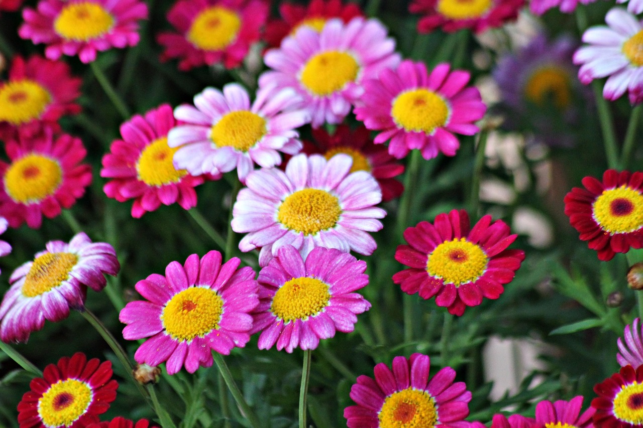 Fleur Color Fleurs Coloré Sauvage Le - Photo gratuite sur Pixabay - Pixabay