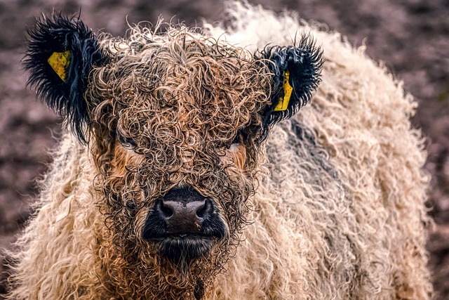 Free Galloway Beef Domestic Cattle photo and picture
