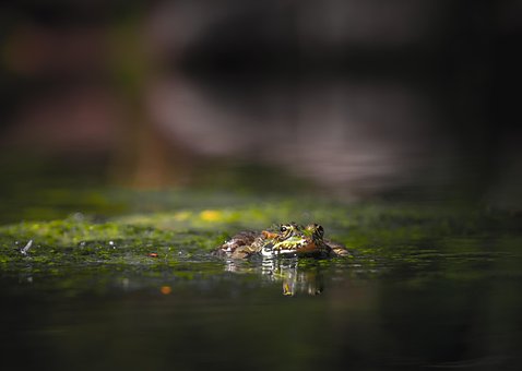 カエル, 爬虫類, 苔, 水, 川, 水たまり, 緑