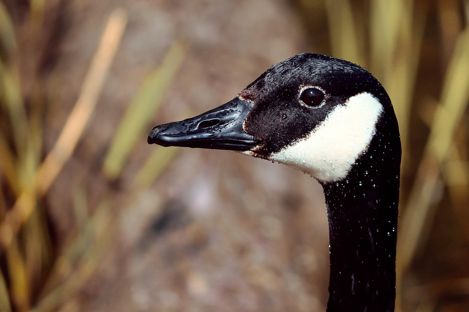 カナダガチョウ 野生のガチョウ 水鳥 Pixabayの無料写真