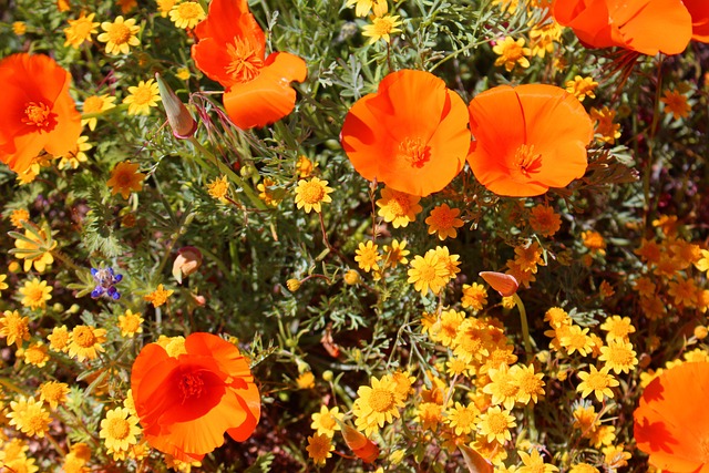 Superbloom, Amapolas, California