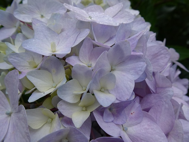 Free Plant Flowers photo and picture