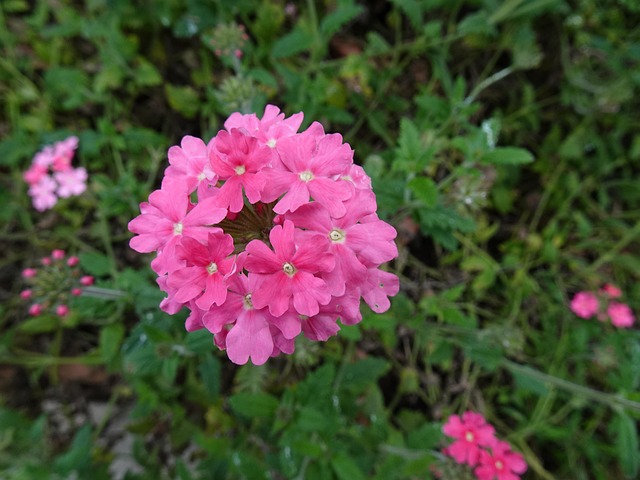 Free Plant Flower photo and picture