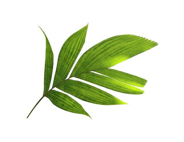 Free palm leaf green illustration