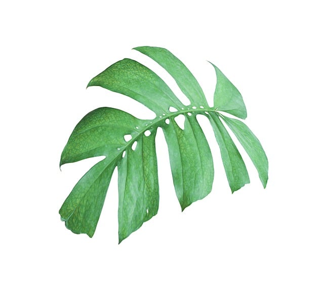 Free palm nature leaf illustration