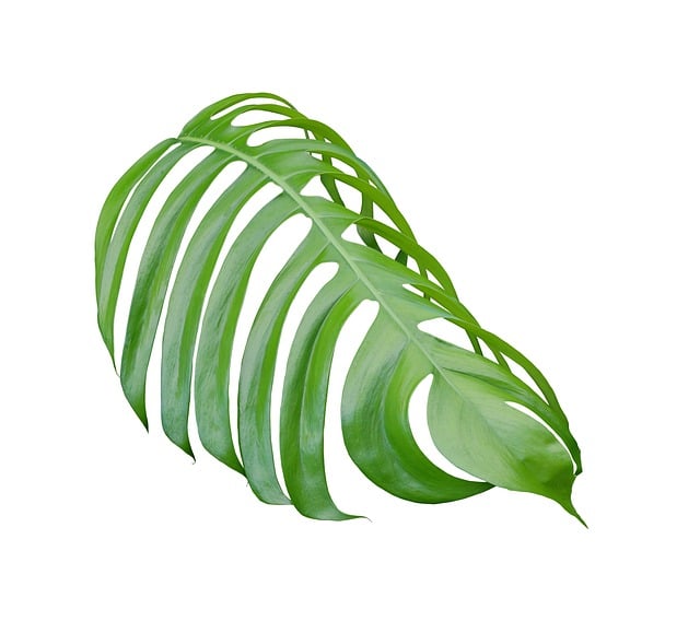 Free palm leaf green illustration