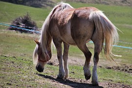 Hoof Care Gouge Horse - Free photo on Pixabay