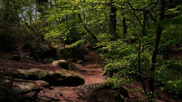 Fontainebleau, Wald, Felsen, Weg