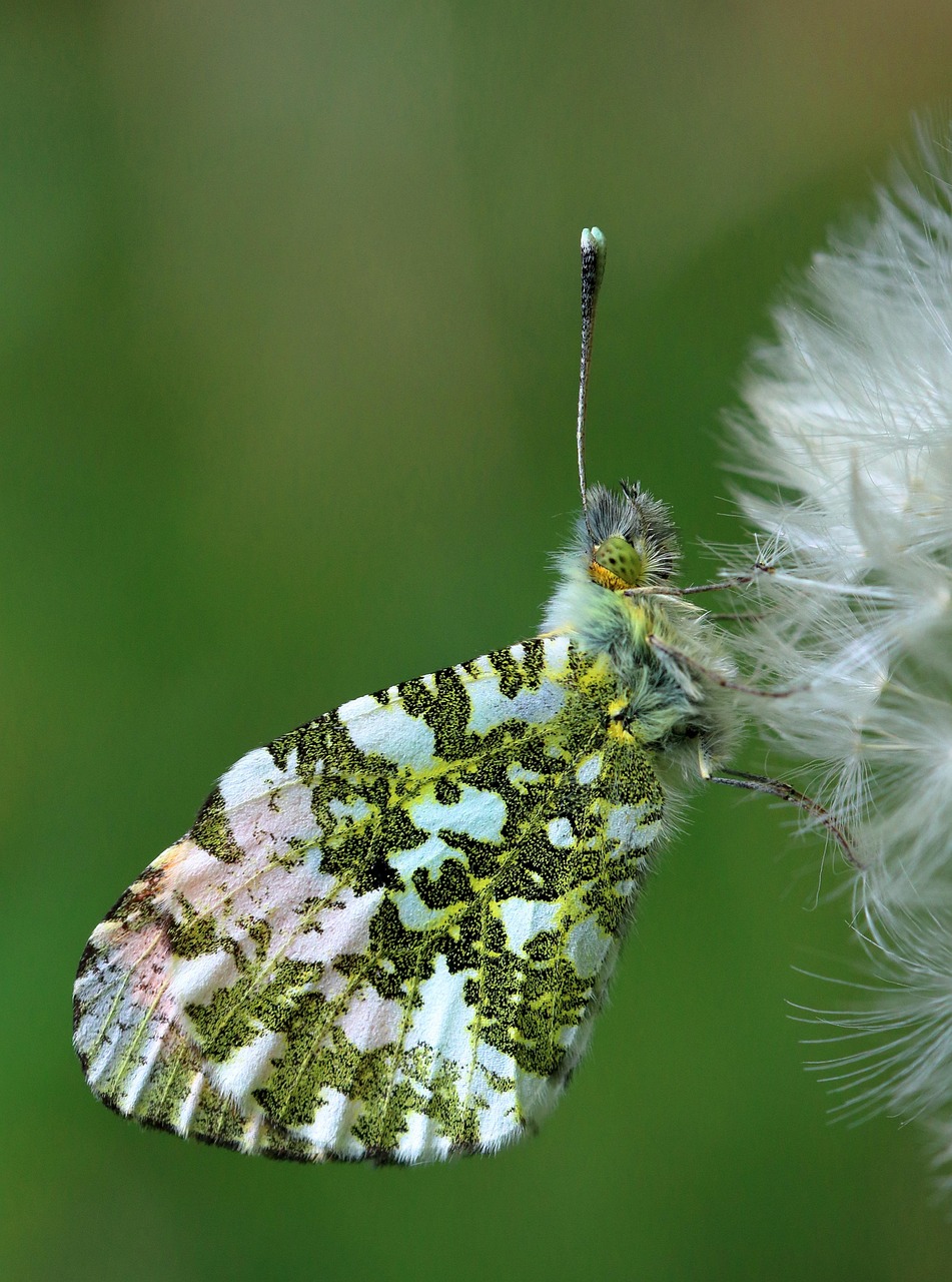 Tip Insect Orange Tip Butterfly Insect - Free photo on Pixabay - Pixabay