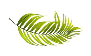 Palm Leaf Palmate - Free vector graphic on Pixabay