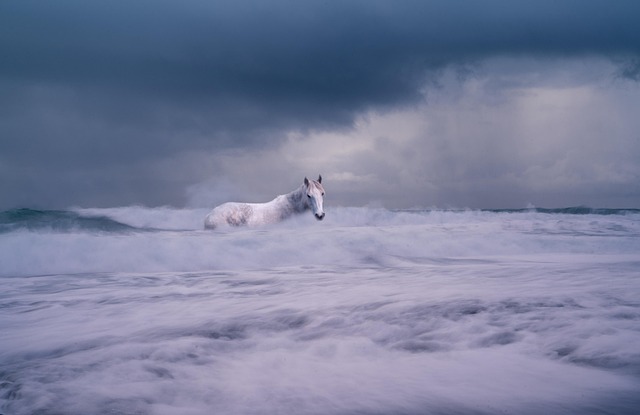 Caballo, Naturaleza, Onda, Romántico
