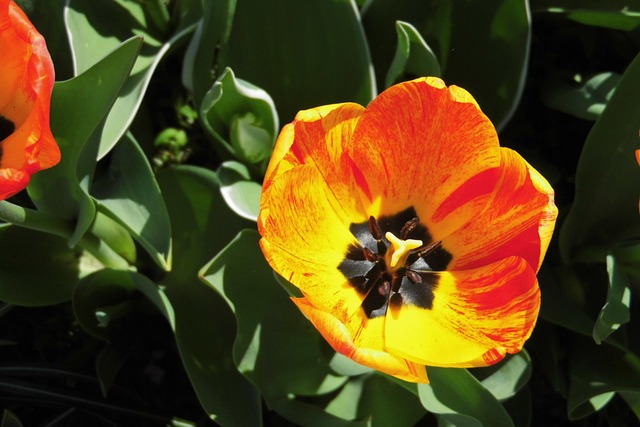 Free Flower Flower Wallpaper photo and picture