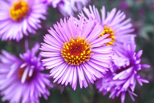 Free Flowers Asters photo and picture