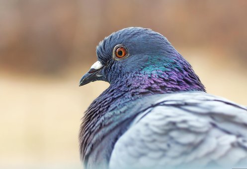 Free Bird Dove photo and picture