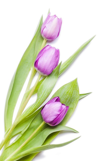 Free Tulips Flowers photo and picture