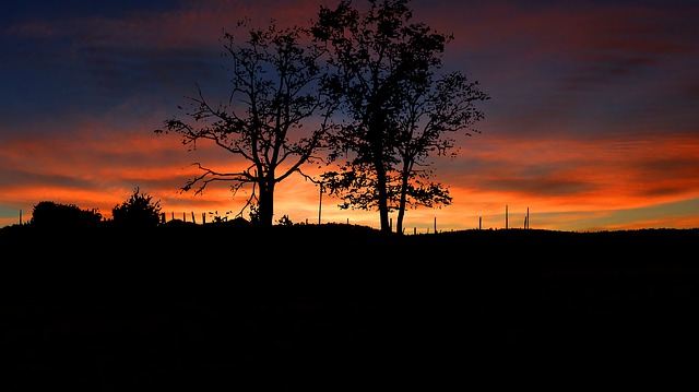 Free sunset trees nature illustration